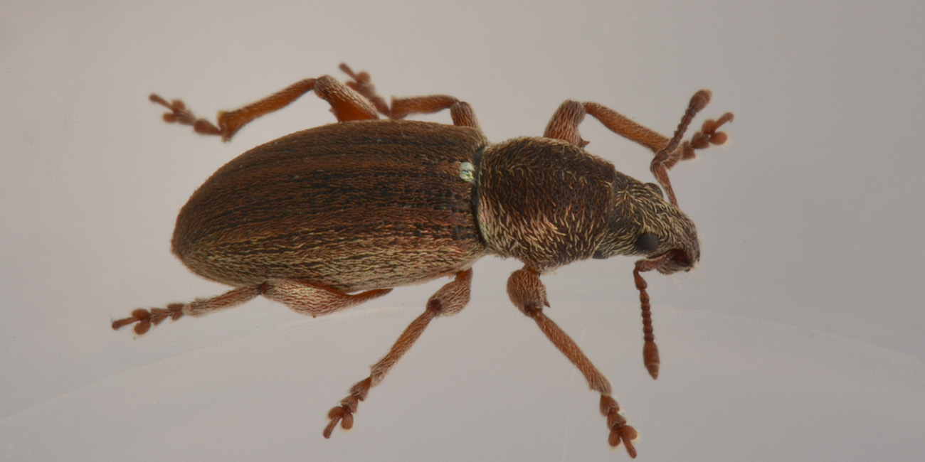 Curculionidae: Polydrusus marginatus?  S !